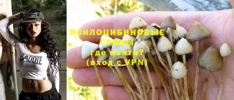 Псилоцибиновые грибы Psilocybe  Кубинка 